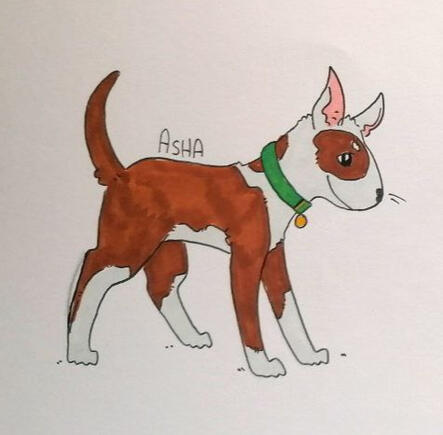 Asha the Bull Terrier